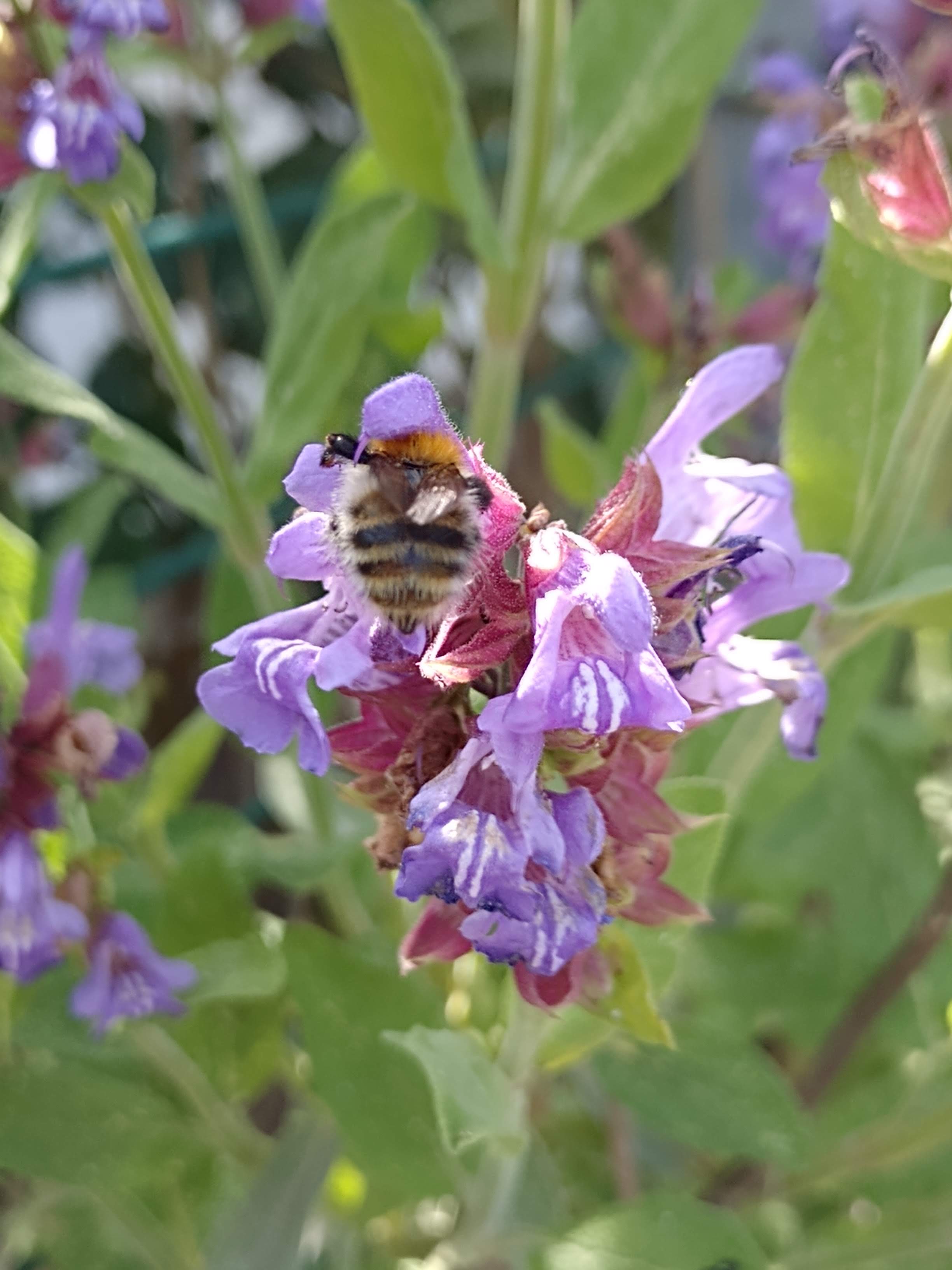 Ackerhummel
