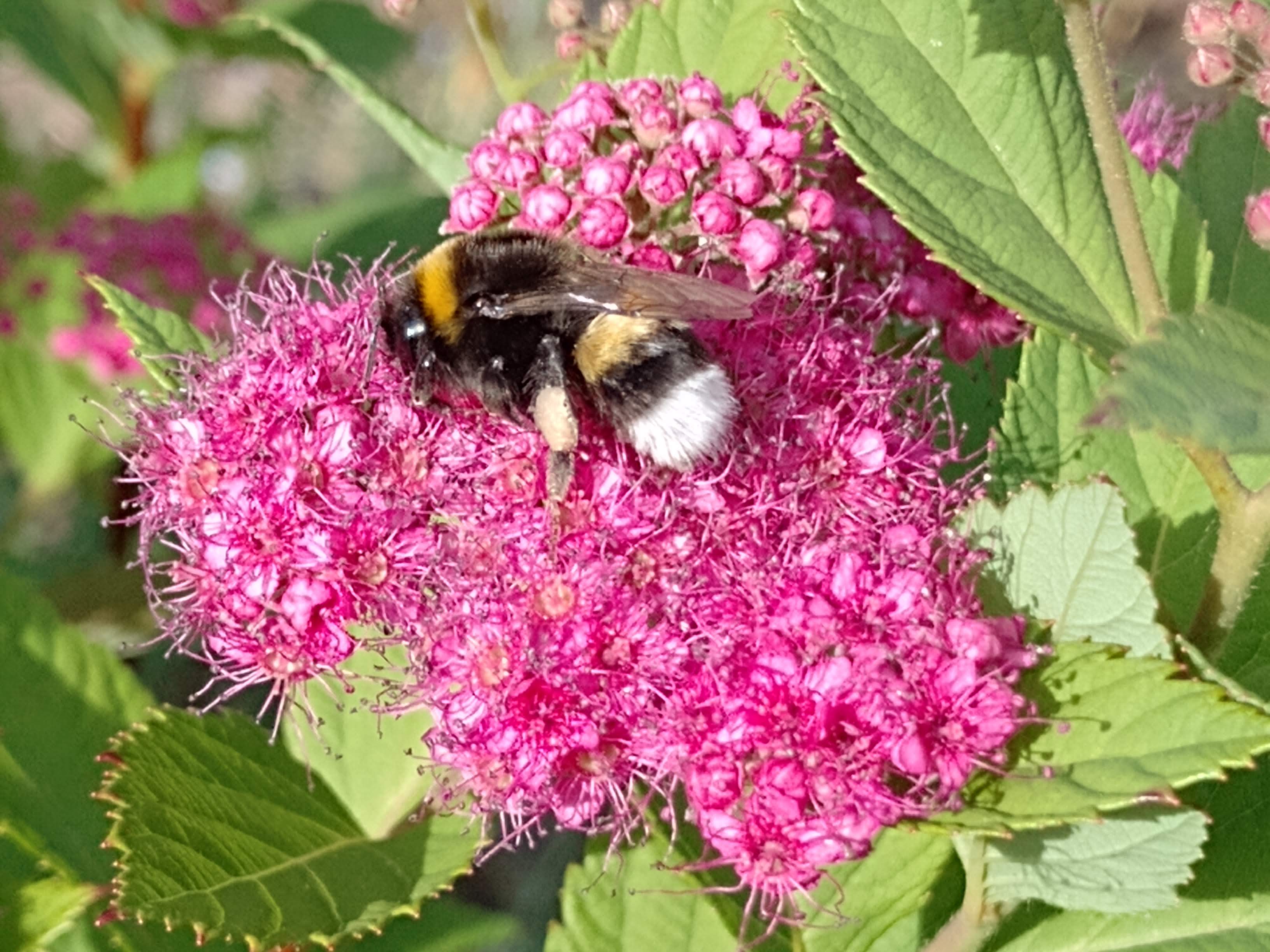 Erdhummel
