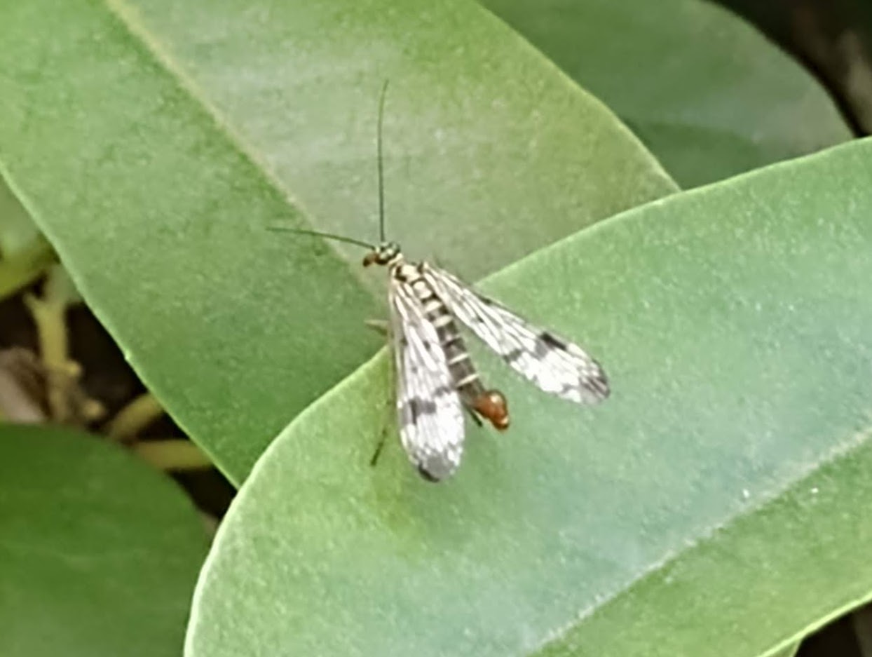 Fliege