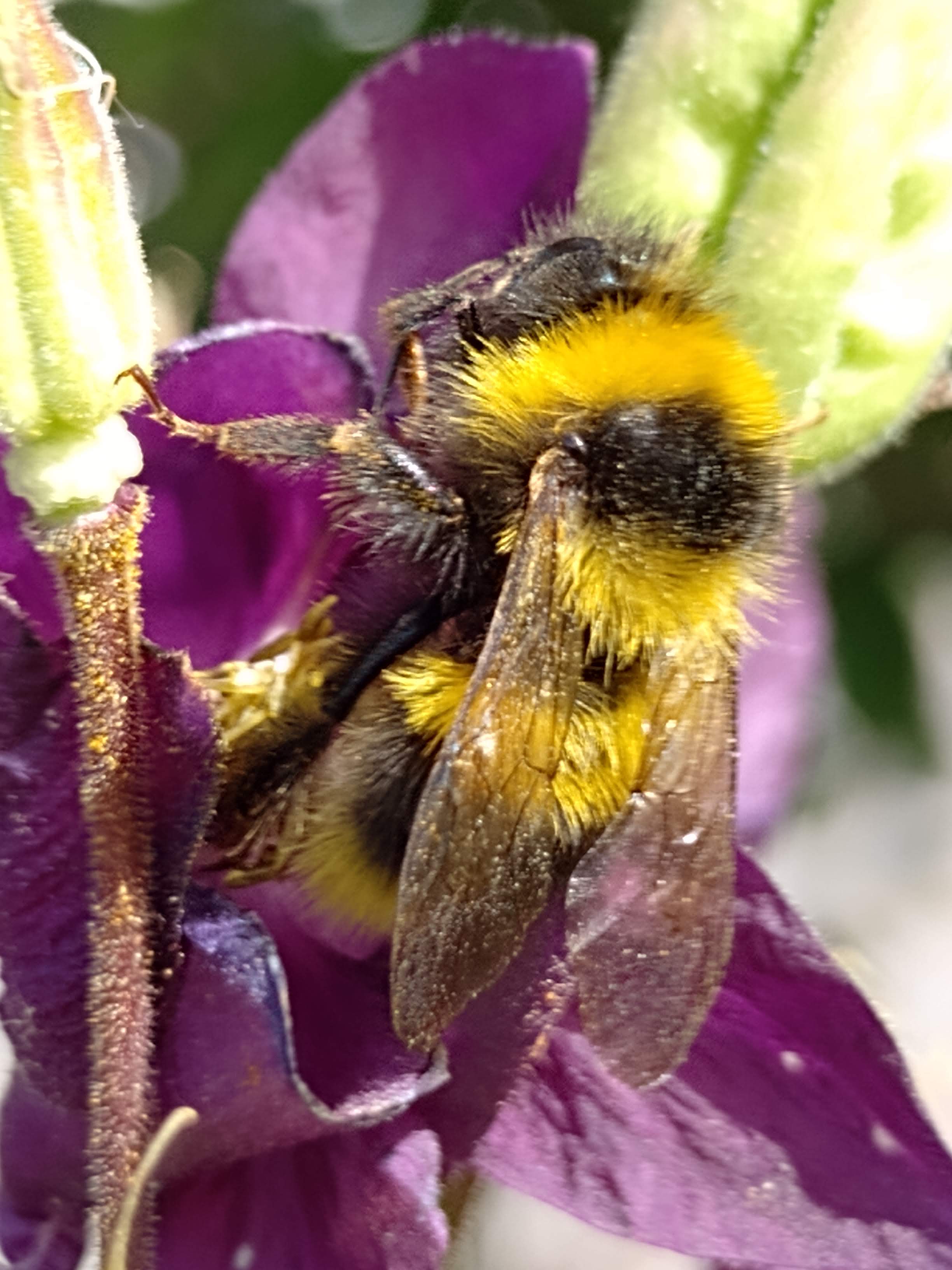 Gartenhummel
