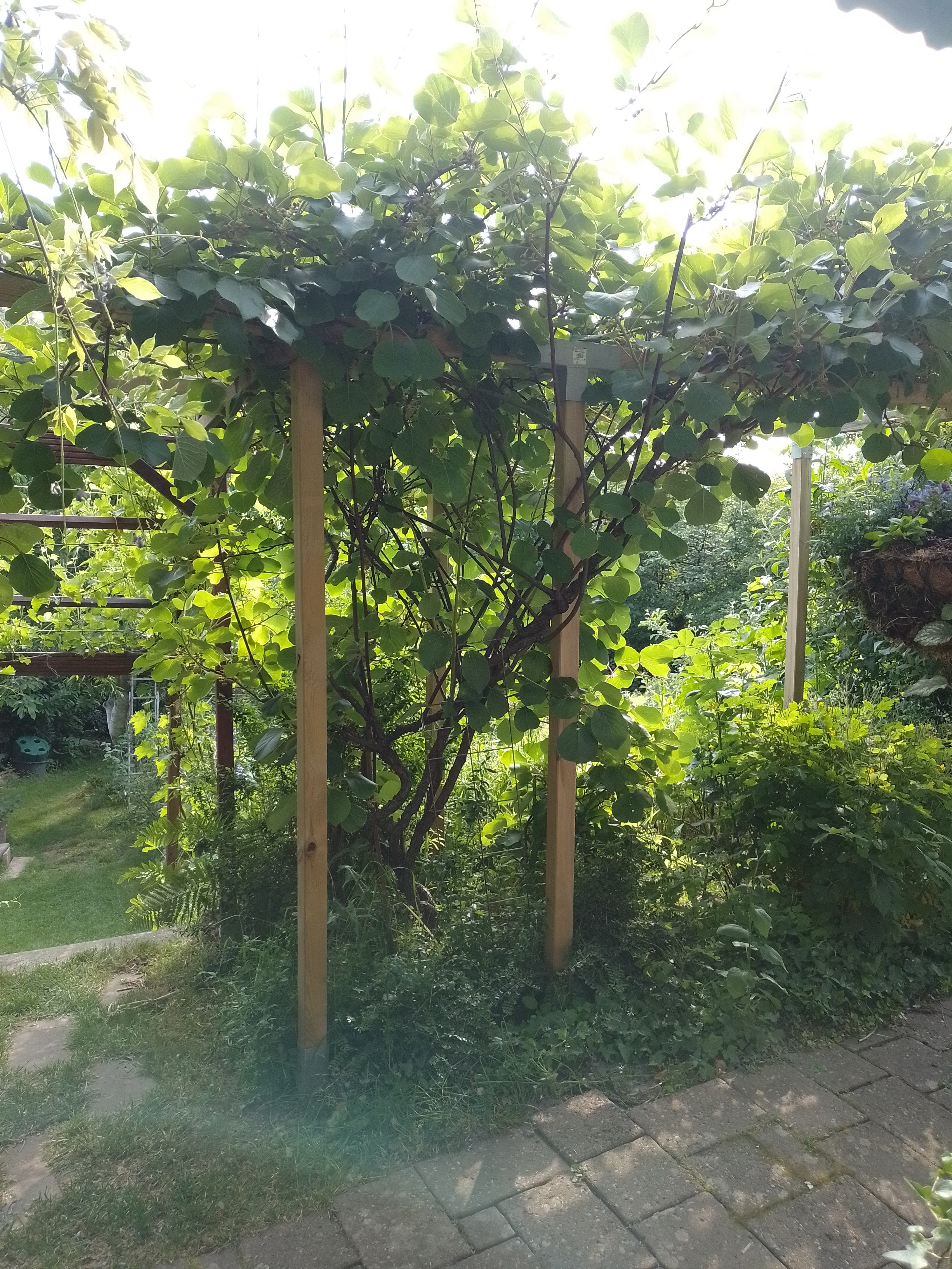 Kiwipergola