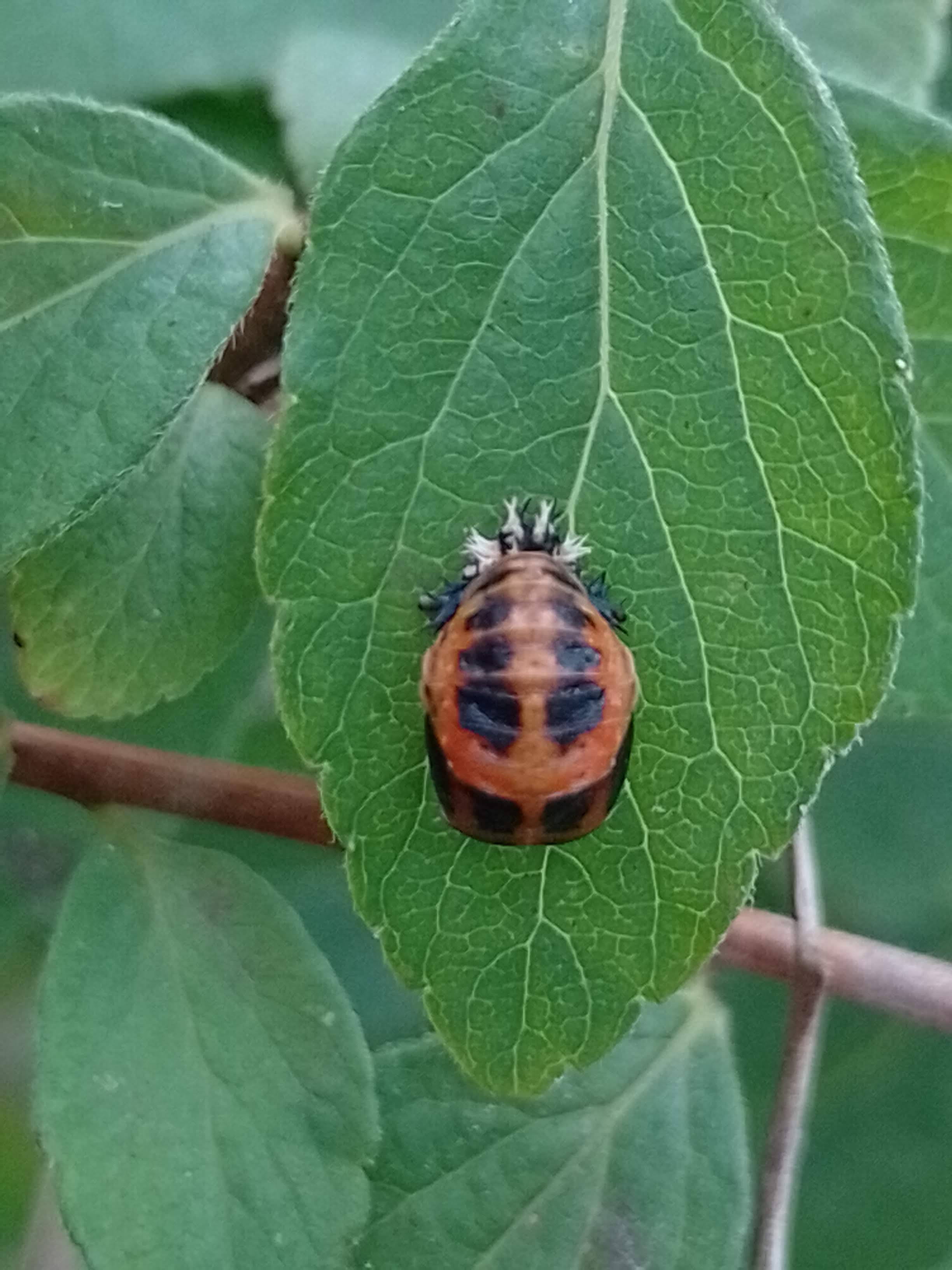 Marienkäfer
