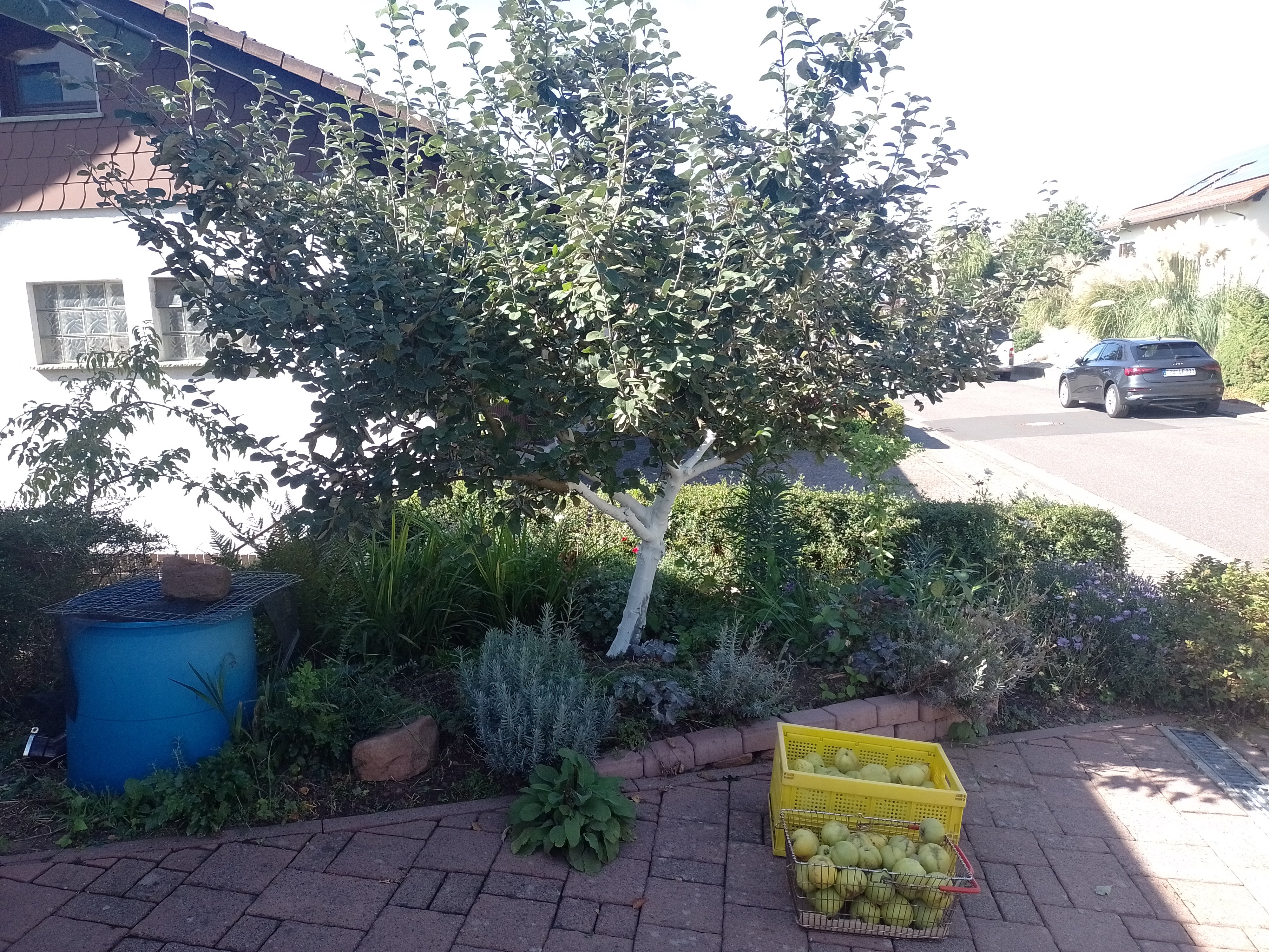 Gehölze und Obstbäume