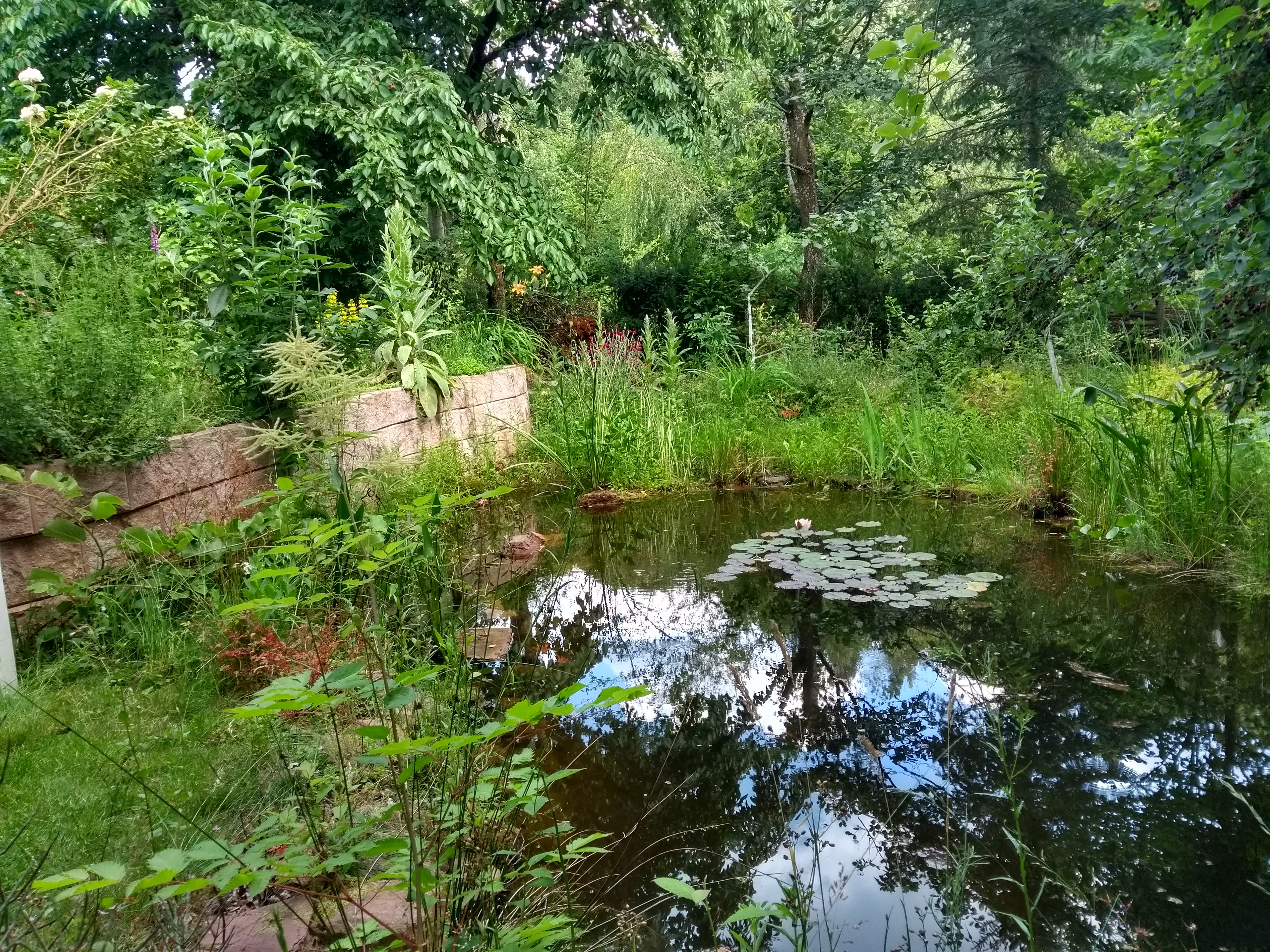 Teichbereich
